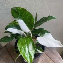 Philodendron ‘White Princess’