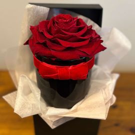 Red Rose Black Beauty