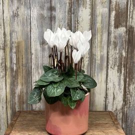 White Cyclamen Plant