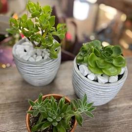 Succulents In Cement Pots