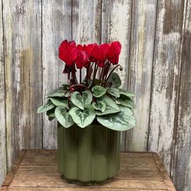 Red Cyclamen Plant