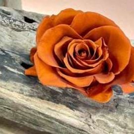 Orange Preserved Rose