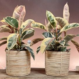 Ficus Decora Tineke in Rattan Base