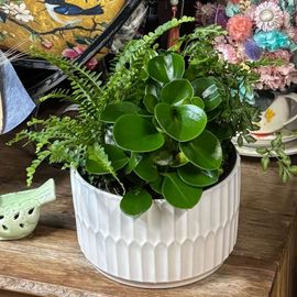 Gorgeous Greens Foliage Bowl