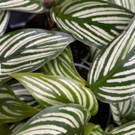 Calathea vittata