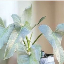 Philodendron Silver Sword