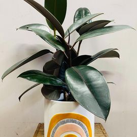 Rubber Plant