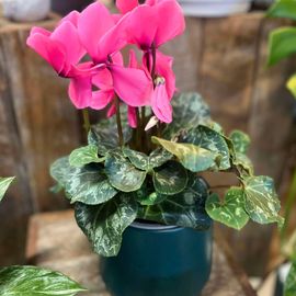 Cyclamen Plant
