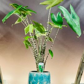 Alocasia Zebrina Large in Teal Ceramic
