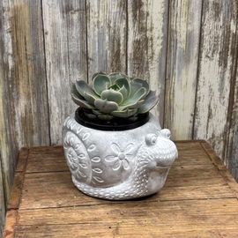 Snail Succulent