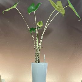 Alocasia Zebrina Plant White Ceramic