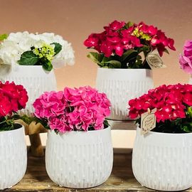 Hydrangea Plant