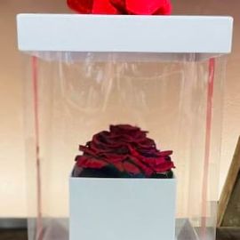 Red Rose Preserved Gift Boxed