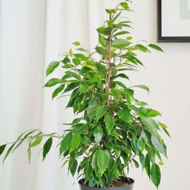 Ficus ‘Danita’ Plant