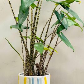 Zebrina in rainbow pot