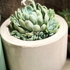 Succulent Frill Wooden Base