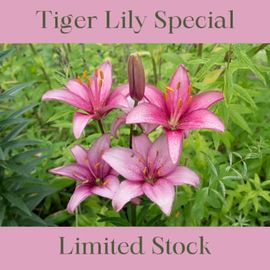 Tiger Lily Christmas Special