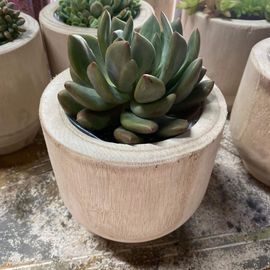 Florist Choice Succulent in Wooden Base