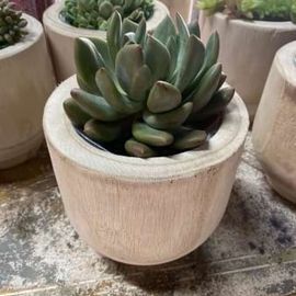 Florist Choice Succulent in Wooden Base