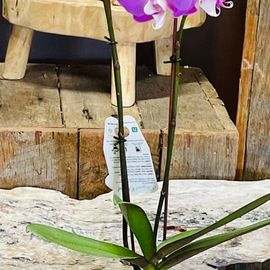 Petite Orchid Plant