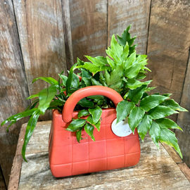 Bag of Plants 