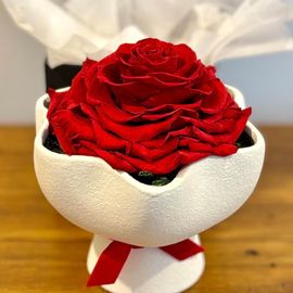 Red Rose Preserved Wave Vase