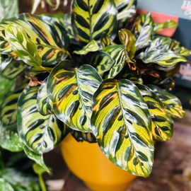 Indoor Foliage Plant  - Florist Choice