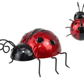 Lovely Ladybug