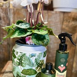 Cyclamen Plant