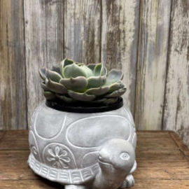 Turtle Succulent