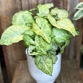 Syngonium Panda Plant