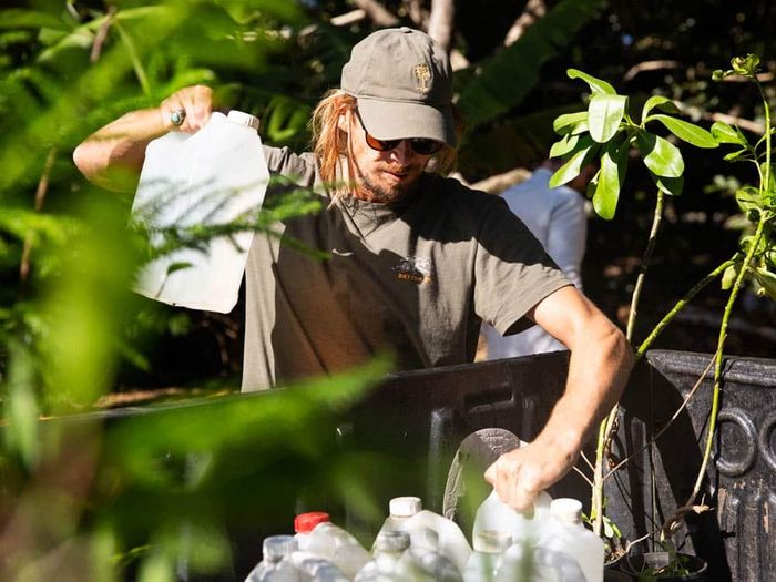 Reboisement du littoral