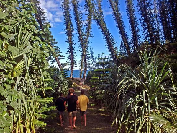 Reboisement du littoral