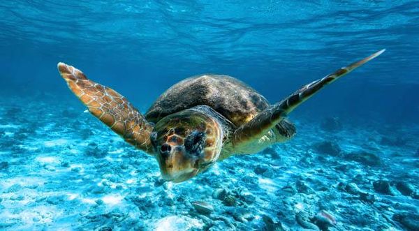 Caretta caretta en mer