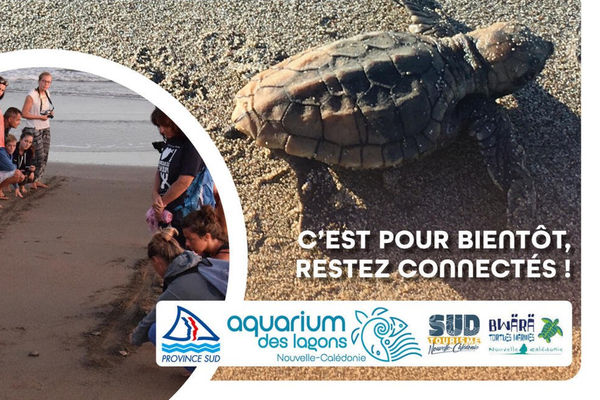 Affiche Turtle Watching 2023