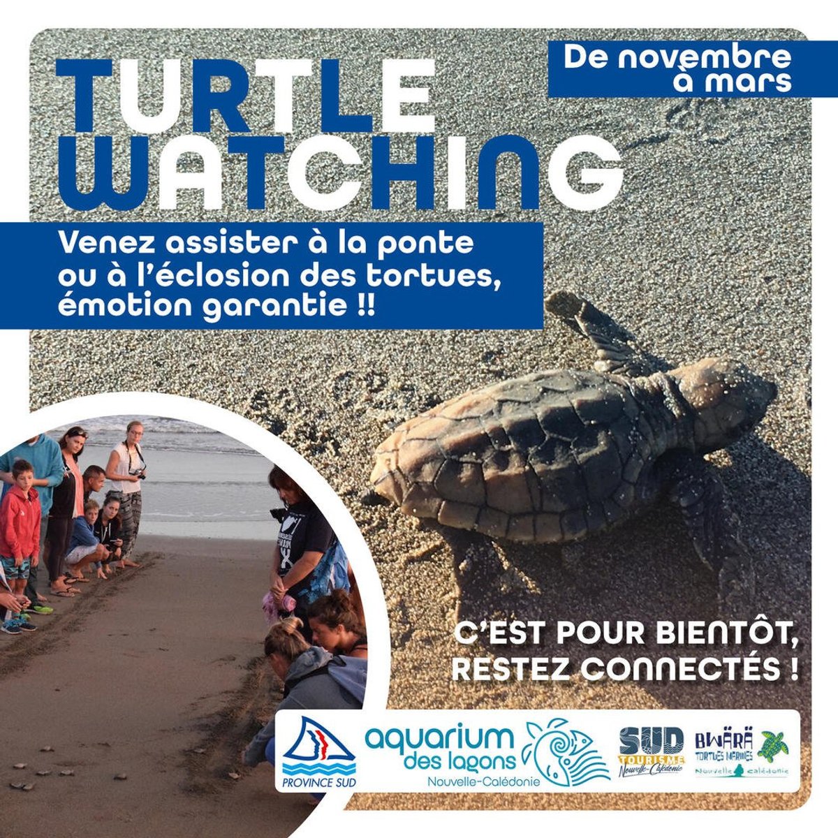 Turtle Watching 2023 à Bourail
