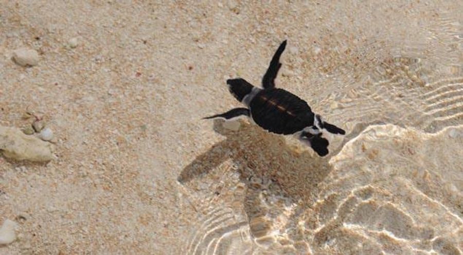 Équipe bénévoles BWÄRÄ