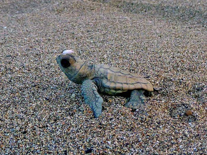 Surveillance des tortues marines