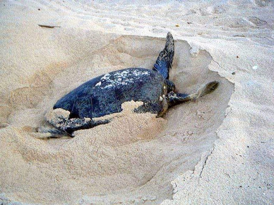 Tortue marine sur la plage de Bourail
