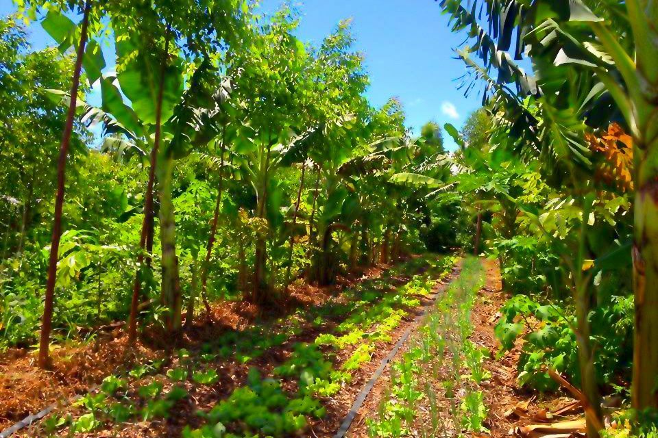 Activité agroécologique MALE'VA à Houaïlou