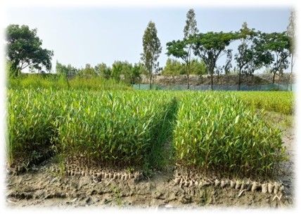 Mangrove Plantation in Sundarbans & East Kolkata Wetlands