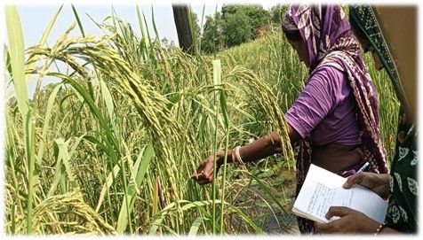 Restoring Farming Livelihoods Post-Cyclone Yaas