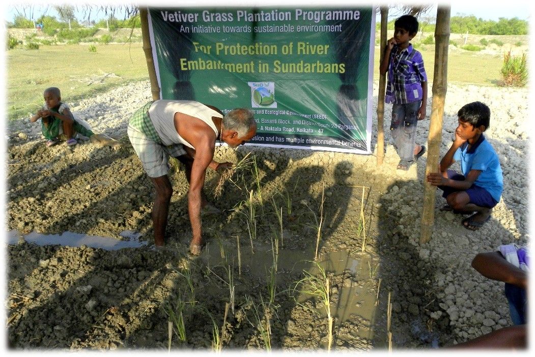 Vetiver Grass Introduction for Coastal Embankment Protection