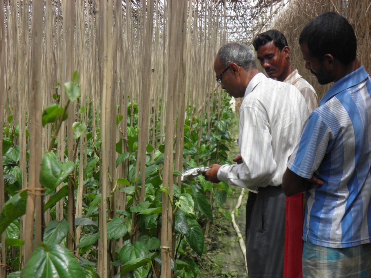 Traning to Betel Leaf Farmers