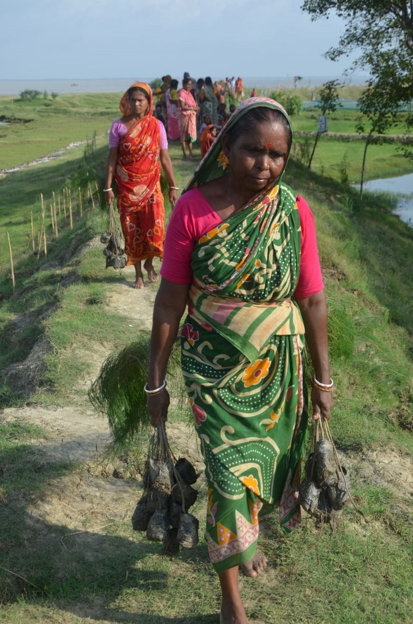Vitevar Grass Plantation in Jharkhali