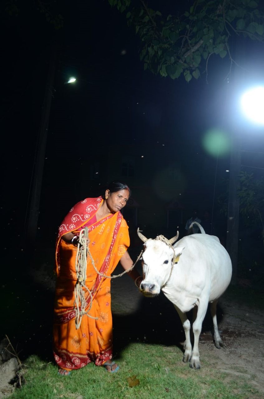 Cattle Rearing in Solar Light