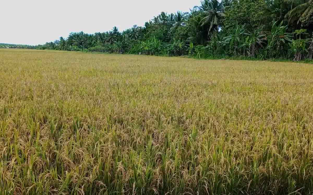 Heboh! BBRMP Maluku Libatkan Petani dan Penyuluh Untuk Jaga Mutu Benih Padi di SBB