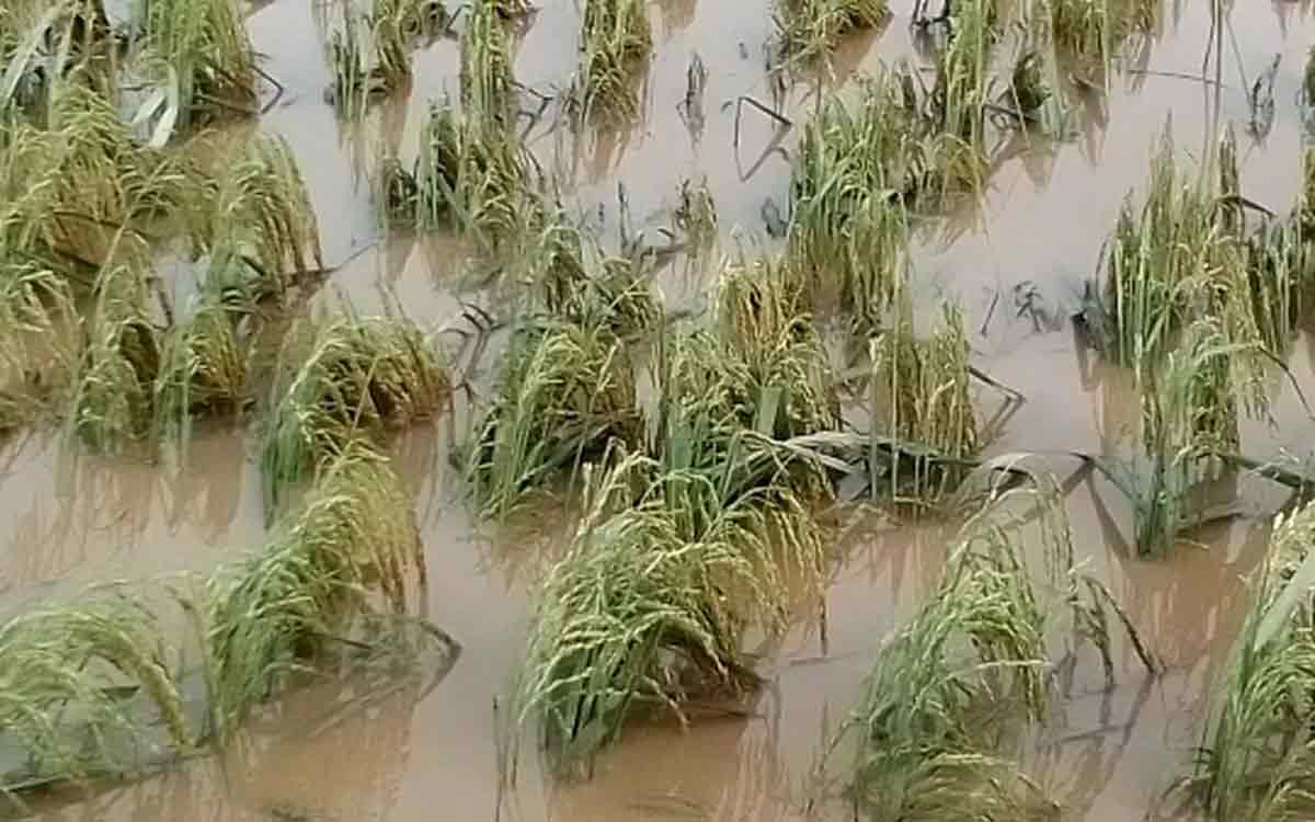 Banjir Rendam Sawah di Amohalo Kendari, Petani Terancam Gagal Panen dan Rugi Besar