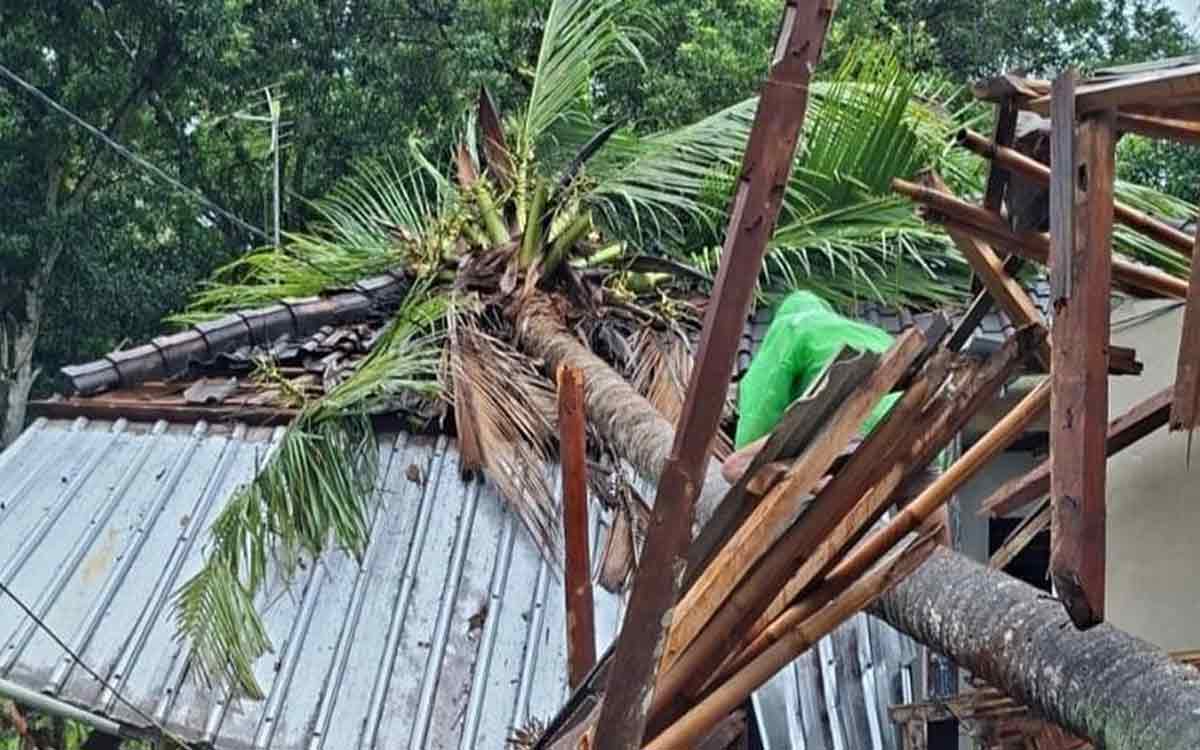 Bencana Melanda! Hujan Tak Henti, Karangasem Diterjang Longsor dan Pohon Roboh