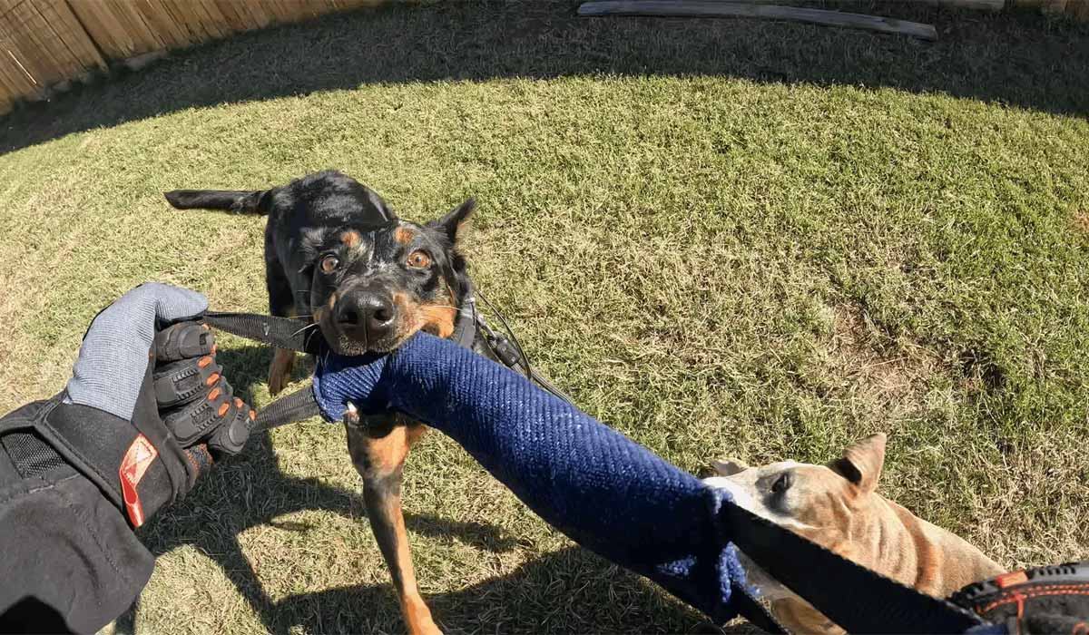 Stop Dog Aggression Fast: Proven Training Methods That Actually Work